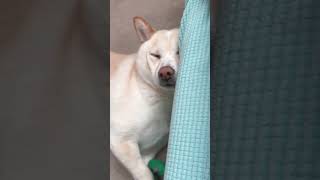 Watching or Sleeping shorts doglover dog pets [upl. by Eirollam]