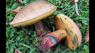 Suillellus luridus  Boletus luridus Lurid Bolete  comestible [upl. by Eenerb115]