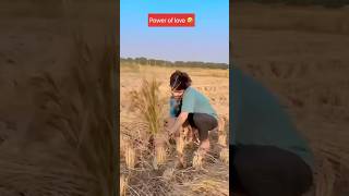 power of love 🤣shortvideo youtubeshorts farming love comedy funny trending [upl. by Adlemy]