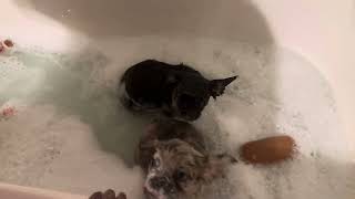 Puppy Bath 🐶 🛁 doglover dogbathtime dogbath fyp [upl. by Ssirk]