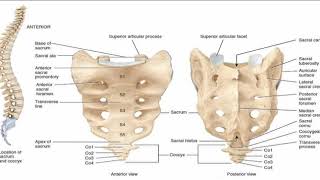 Two Minutes of Anatomy Sacrum [upl. by Park570]