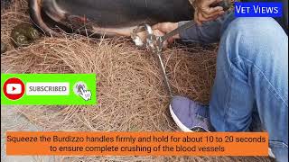 Castration of bull burdizzo method bull castration [upl. by Navi]