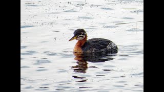 Rednecked Grebe Freiston Shore RSPB Lincolnshire 131024 [upl. by Ennobe]