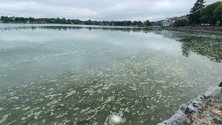 Algal Bloom Time Lapse [upl. by Jedthus]