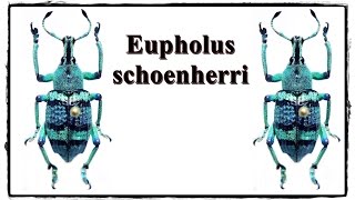 Eupholus schoenherri  Präparation  Mounting [upl. by Nelrac812]