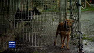 Zbierają śmieci by pomóc zwierzakom W Brzegu wystartowała zbiórka elektrośmieci [upl. by Hawthorn782]