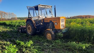 🚜TALERZOWANIE OWSA I POPLONU🌾3P I TALERZÓWKA W AKCJI [upl. by Chemaram]