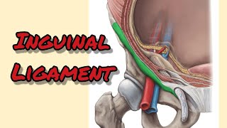 Inguinal ligament [upl. by Hinckley]