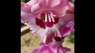 Gladiolus Growing Time Lapse [upl. by Fast]