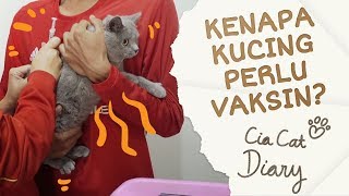 Kenapa kucing perlu vaksin  Cia Cat Diary  Ep 13 [upl. by Fem525]