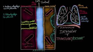 Epanchement pleural  Docteur Synapse [upl. by Acihsay771]