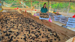 How to take care of newly hatched chicks buy more chicks to raise [upl. by Agna]