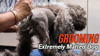 Grooming an EXTREMELY matted dog [upl. by Eilla911]