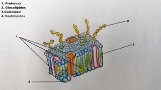 Como dibujar la Membrana Celular y sus partes 🔬 [upl. by Yelreveb]