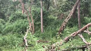 Kabini Nagarahole Tiger Reserve  Black Panther and Leopard Sprinting together [upl. by Akamaozu]