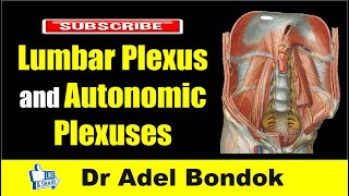 Lumbar Plexus and Autonomic Plexuses Dr Adel Bondok [upl. by Salohcin]