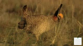 The Attwaters Prairie Chicken Dance [upl. by Esbenshade245]