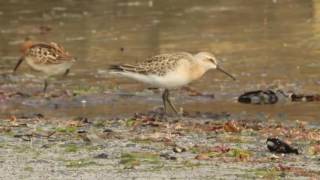 Curlew Sandpiper Seafield [upl. by Alekram]