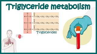 Triglyceride metabolism  Simple Explanation of Triglycerides and How to Reduce it  Triglycerides [upl. by Calen]