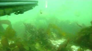 Spearfishing Video [upl. by Chema]