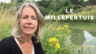 Millepertuis  antidépresseur et comestible [upl. by Zenda989]