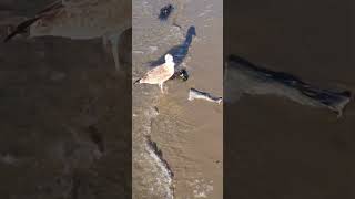 There must be someone caught a Striped Bass and filleted here  Jones Beach Field 10 [upl. by Gelman]