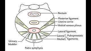 The true and false ligaments of the urinary bladder Median umbilical Lateral amp Medial puboprostatic [upl. by Alyad]