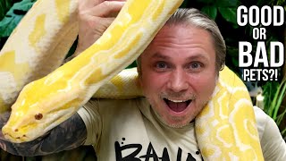 Burmese Python GOOD Pet or BAD Pet  BRIAN BARCZYK [upl. by Arrakat377]