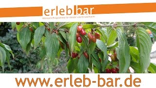 Obst erkennen und bestimmen – Kornelkirsche [upl. by Neff944]