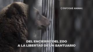 Animales rescatados del cautiverio trasladados a la libertad de un santuario [upl. by Phineas]