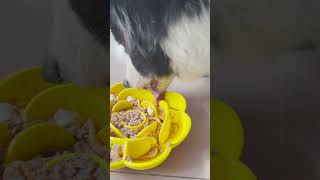 The Sure Feed slow Pet Bowls youtube puppy dogbowl [upl. by Nebra]