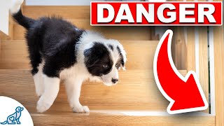 STOP Doing These 13 HARMFUL Things To Your Dog [upl. by Aihsei]