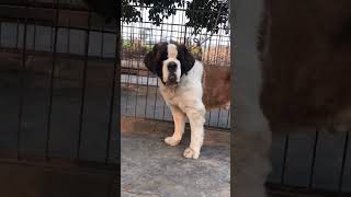 Saint Bernard dog is a very dangerous dog 💯😡🦁💯 [upl. by Nauq78]