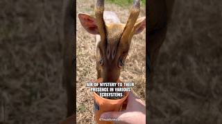 Muntjac Deer  Look like an Alien Deer shorts [upl. by Yrome579]