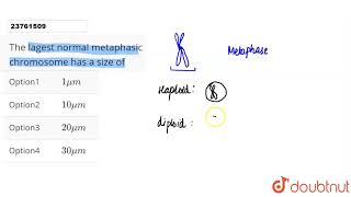 The lagest normal metaphasic chromosome has a size of [upl. by Sharla]