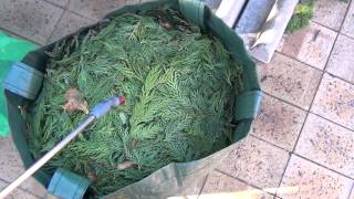 how to make pine leaf mulch for azaleas [upl. by Kaiser]