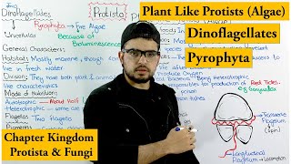 DinoFlagellates  Pyrophyta  Plant like Protists Algae  Chapter protista and Fungi [upl. by Netsrijk]