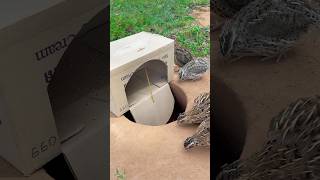 Really good quail trap using cardboard box shorts [upl. by Ethban]