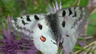 MoselApollo parnassius apollo Moseltal bei Valwig 2016 [upl. by Tlevesoor]