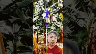 Giant banana care is amazing farming agriculture banana farm farmlife [upl. by Janna]