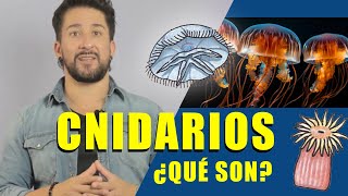 ¿Qué son los cnidarios [upl. by Jareen]