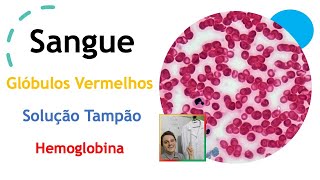 Sangue  Globulos vermelhos  Solução Tampão  Espectrina  Hemoglobina  Aula 49 [upl. by Alaunnoif]