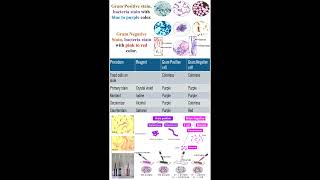 Different between Gram Positive and Negative Stains in Bacteria geneticteacher [upl. by Lemrej]