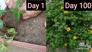 Wedelia Propagation by Cuttings to Heavy flowering १०० दिन का जादू कैसे करें [upl. by Attenol]