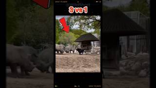 💥ONE Sable Antelope vs 3 RHINOS 🦏vs🦌 shortsfeed animals fighting [upl. by Auhsuoj16]