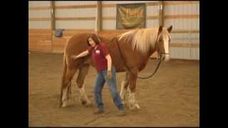 Five Fundamentals of Horse Training Part 1 of 2 with Holistic Horse Trainer Missy Wryn [upl. by Ikceb155]