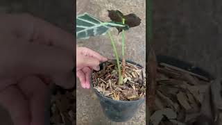 Alocasia parasol plants garden greennaturehousplants alocasia [upl. by Roy775]