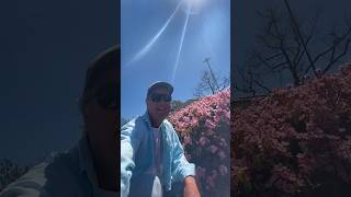 Blooming Pink Rhaphiolepis Indian Hawthorn in Orange County California shorts [upl. by Haggerty]