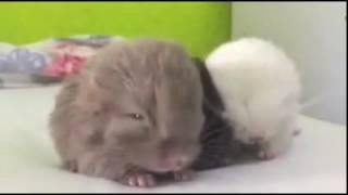 Cute Baby Chinchilla Noises Baby animals cute videos Baby animals playing together [upl. by Josefina]