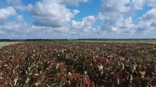 Classic Caladiums Smoak Farm Johnson Rd 2018 [upl. by Bigler]